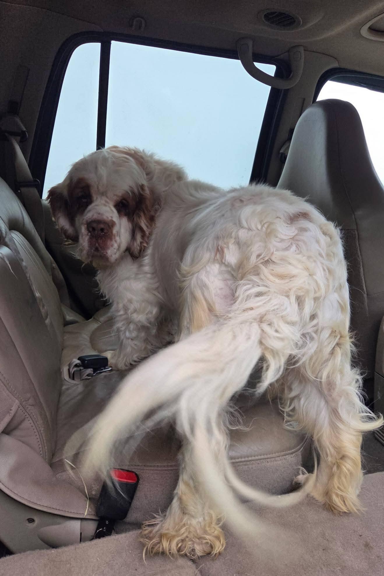 Enlarge Roy, a ADOPTABLE Clumber Spaniel in Sawyer, ND image 3/6