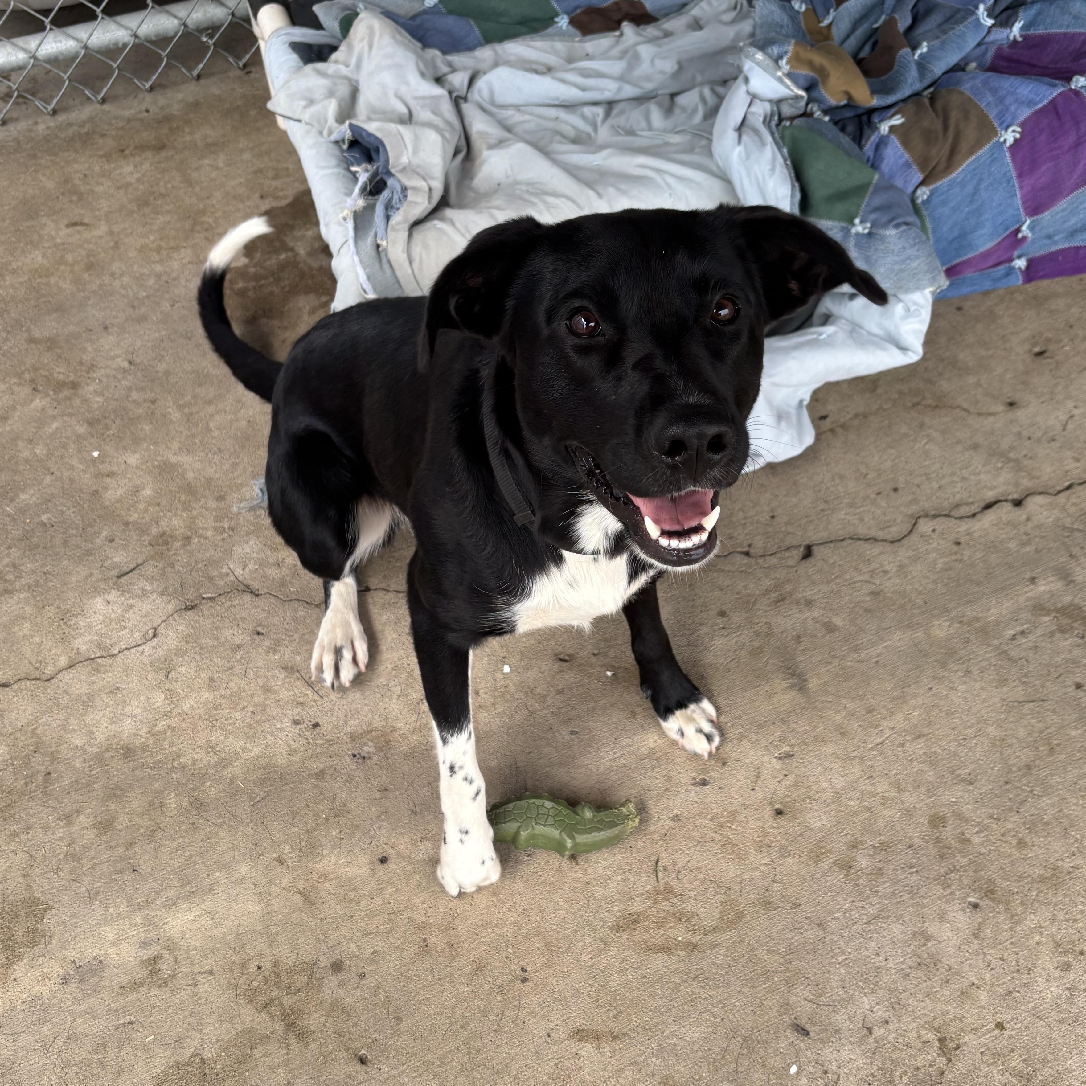 Enlarge Sirius, a Adoptable mixed breed in Jamestown, ND image 2/2
