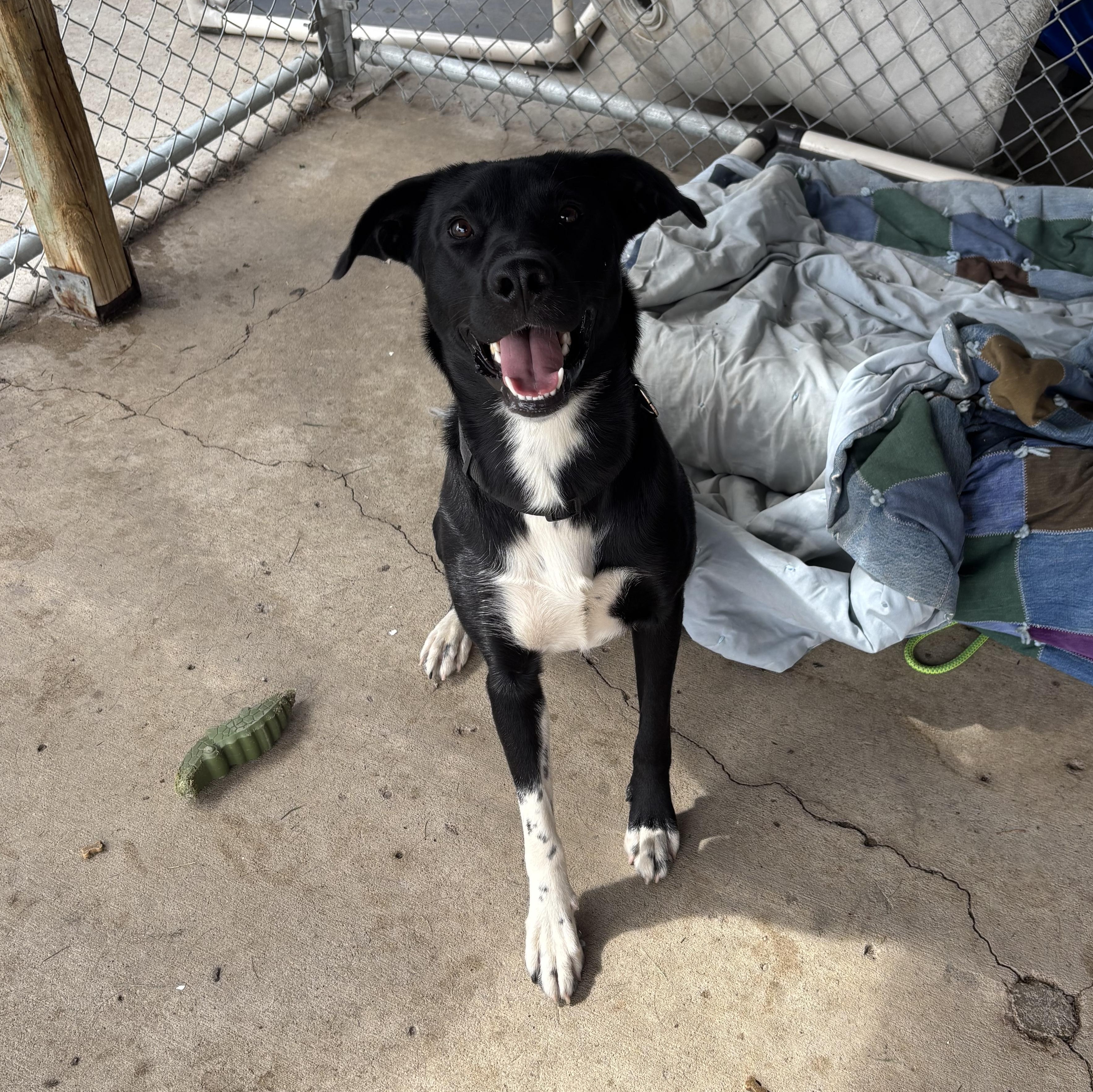Sirius, Adoptable, Adult Male Australian Cattle Dog / Blue Heeler.