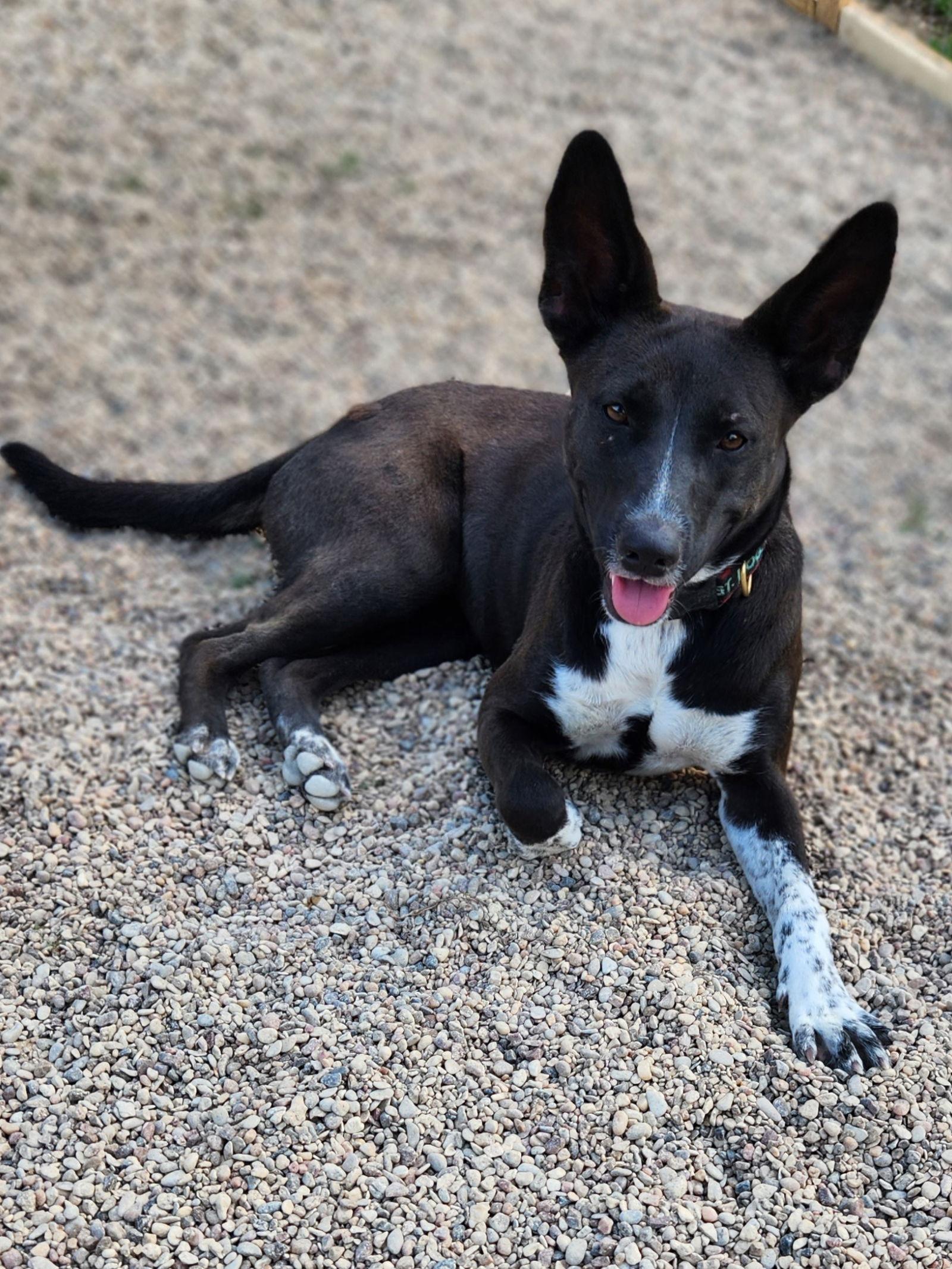 Enlarge Zarah, a Adoptable Shepherd in Shreveport, LA image 1/3