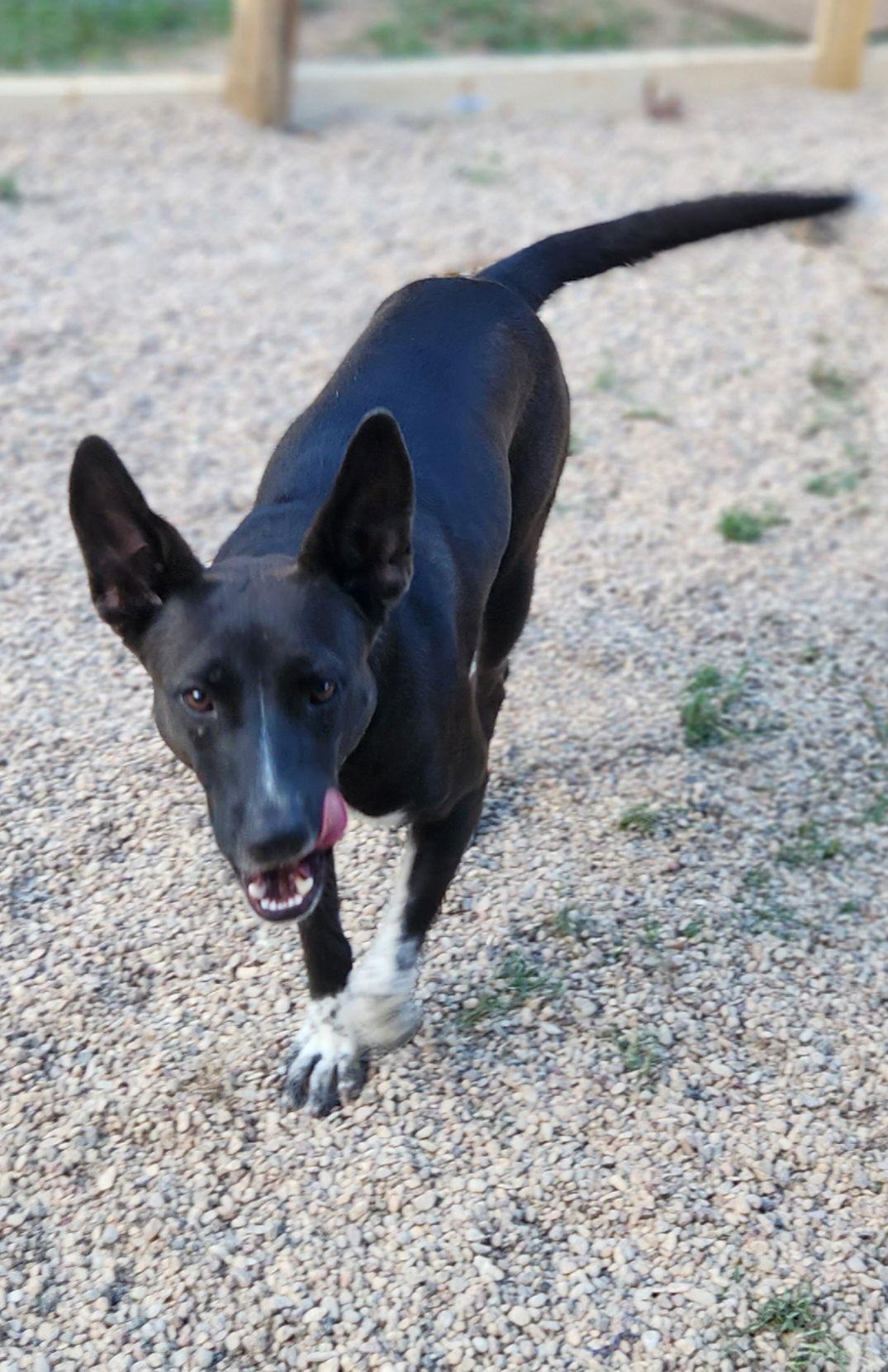 Enlarge Zarah, a Adoptable Shepherd in Shreveport, LA image 2/3