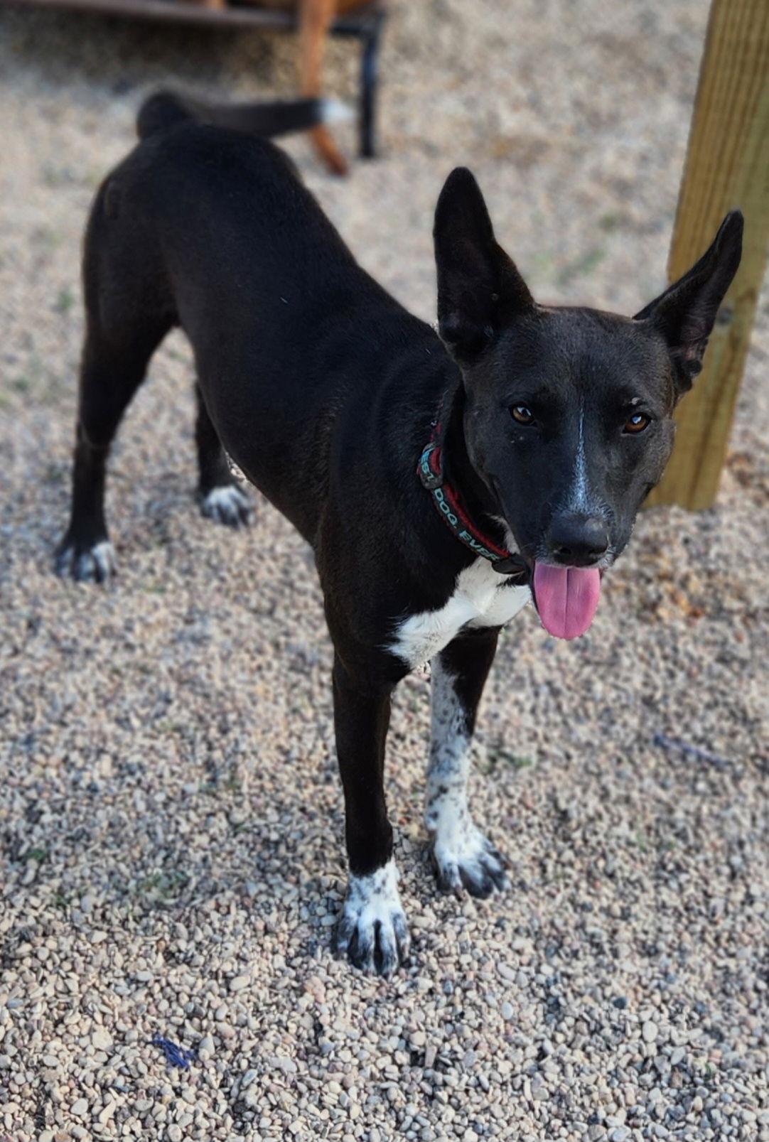 Enlarge Zarah, a Adoptable Shepherd in Shreveport, LA image 3/3
