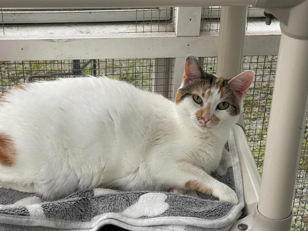 Enlarge Cutie Calico, a Adoptable Calico in New Bern, NC image 1/3