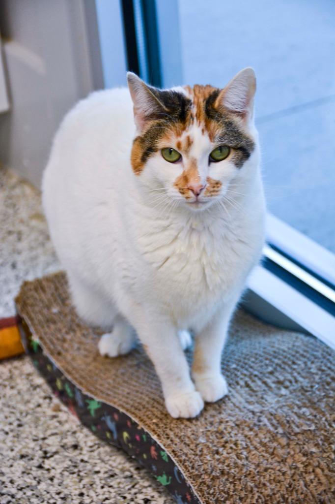 Enlarge Cutie Calico, a Adoptable Calico in New Bern, NC image 3/3