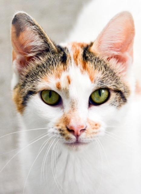 Enlarge Cutie Calico, a Adoptable Calico in New Bern, NC image 3/3