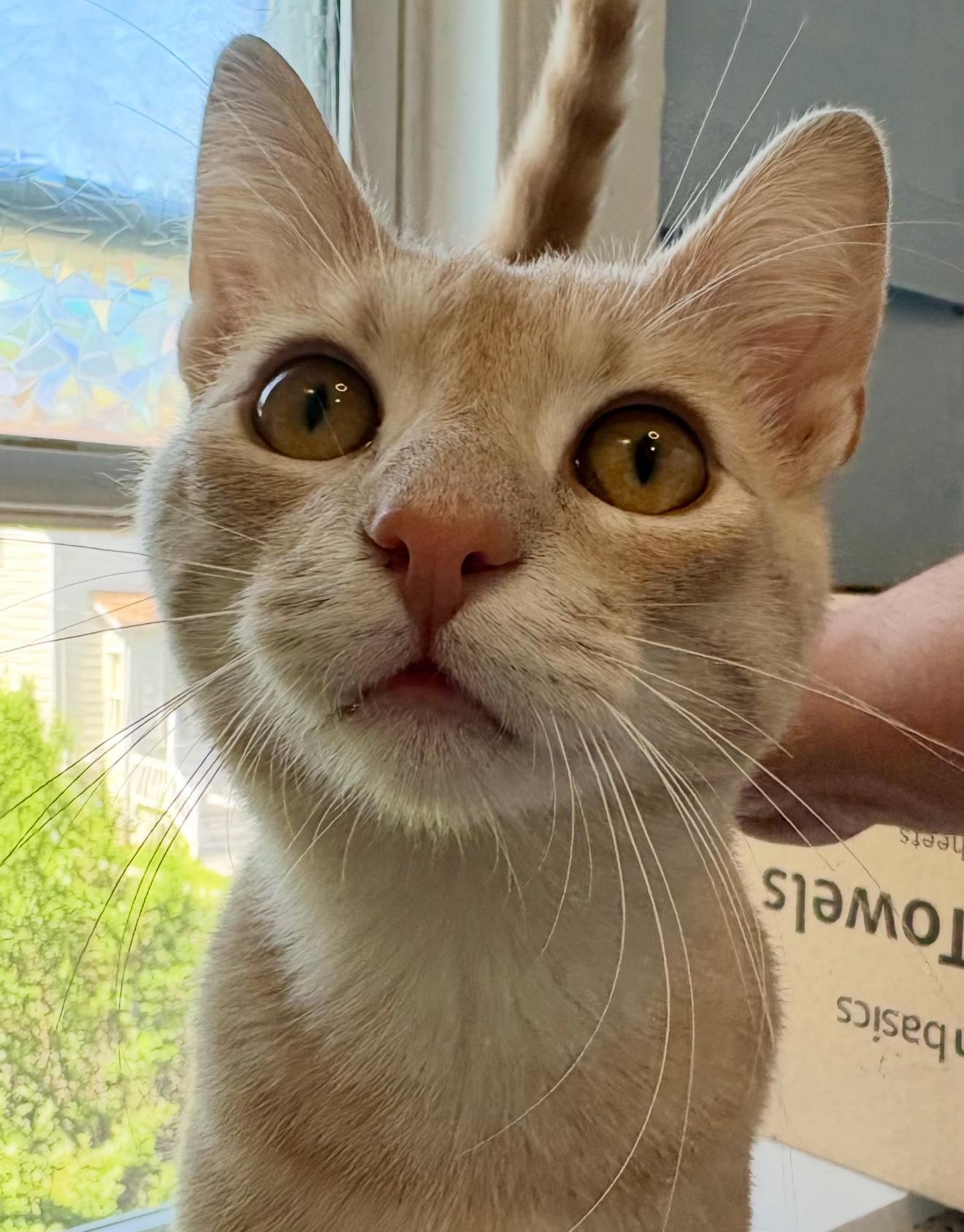 Charles, a Adoptable Domestic Short Hair in Nutley, NJ image 1/6