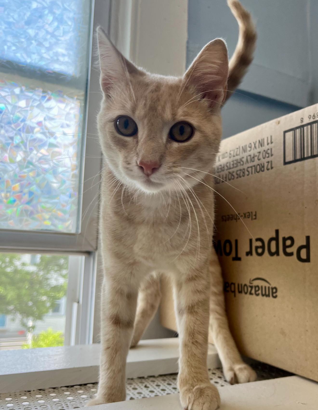 Charles, a Adoptable Domestic Short Hair in Nutley, NJ image 2/6