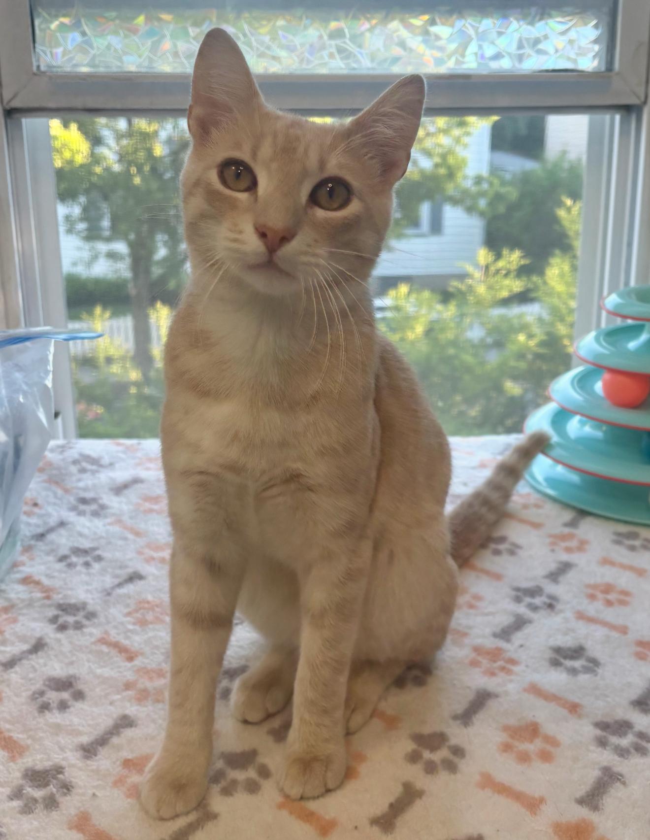 Charles, a Adoptable Domestic Short Hair in Nutley, NJ image 4/6