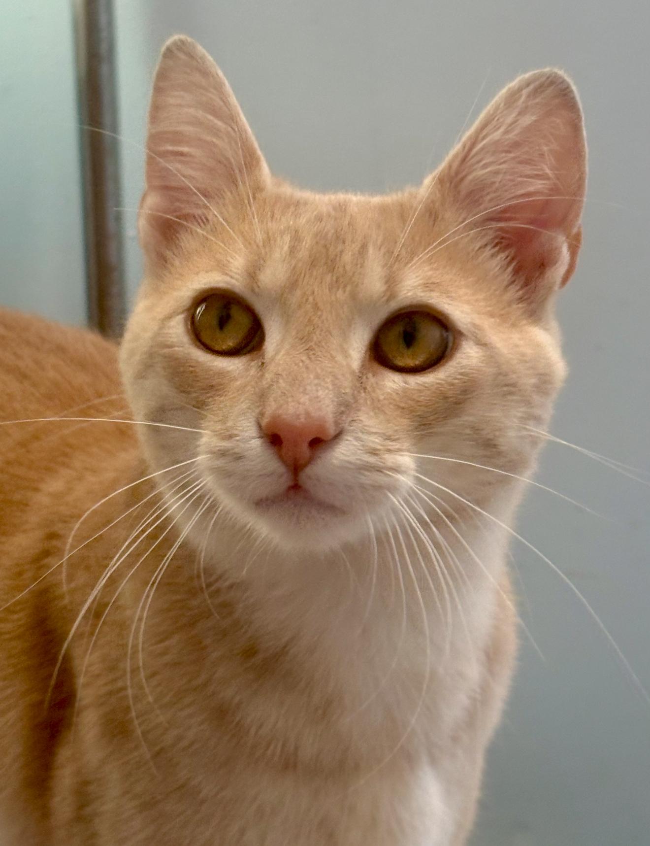 Charles, a Adoptable Domestic Short Hair in Nutley, NJ image 5/6