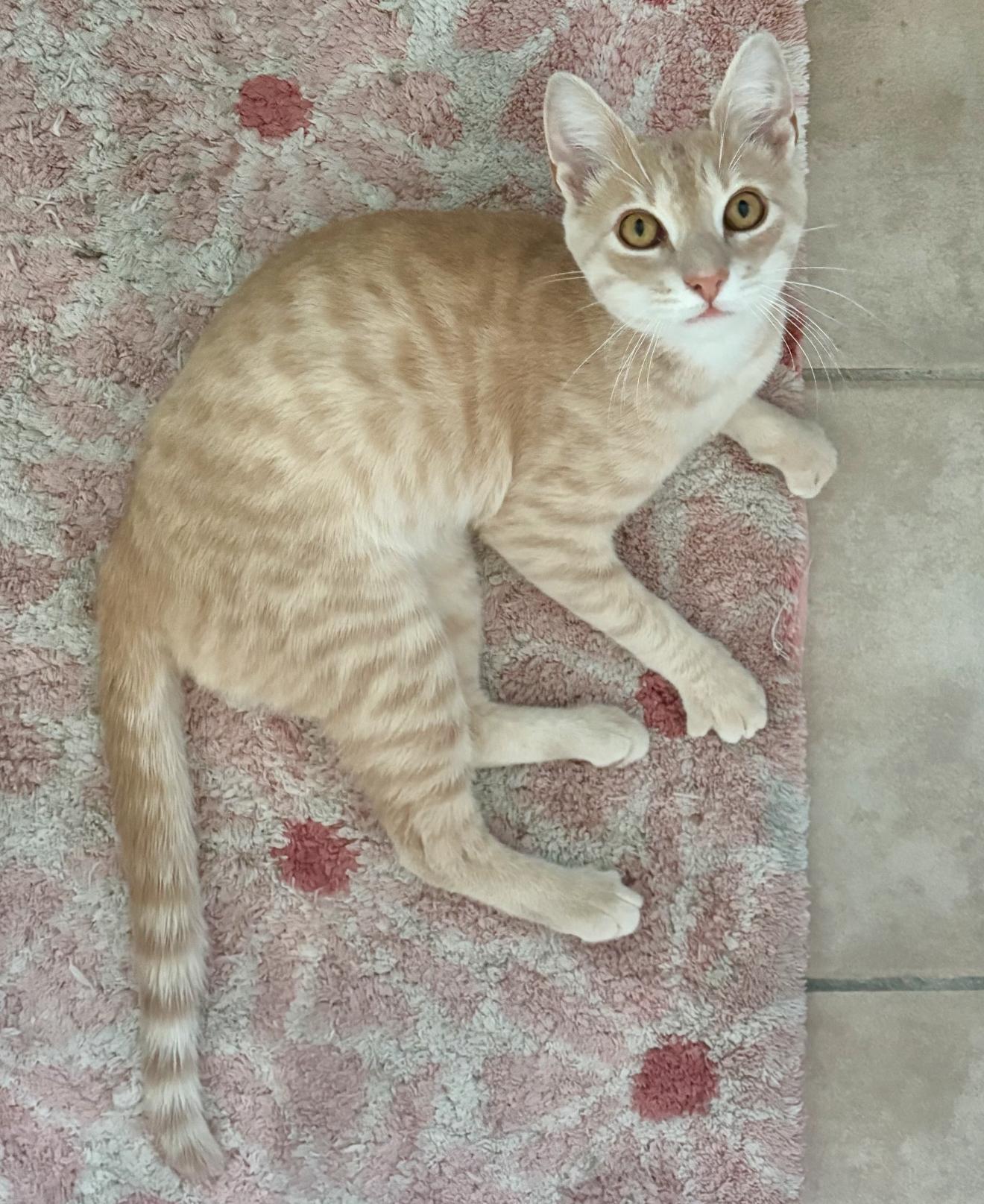 Charles, a Adoptable Domestic Short Hair in Nutley, NJ image 6/6