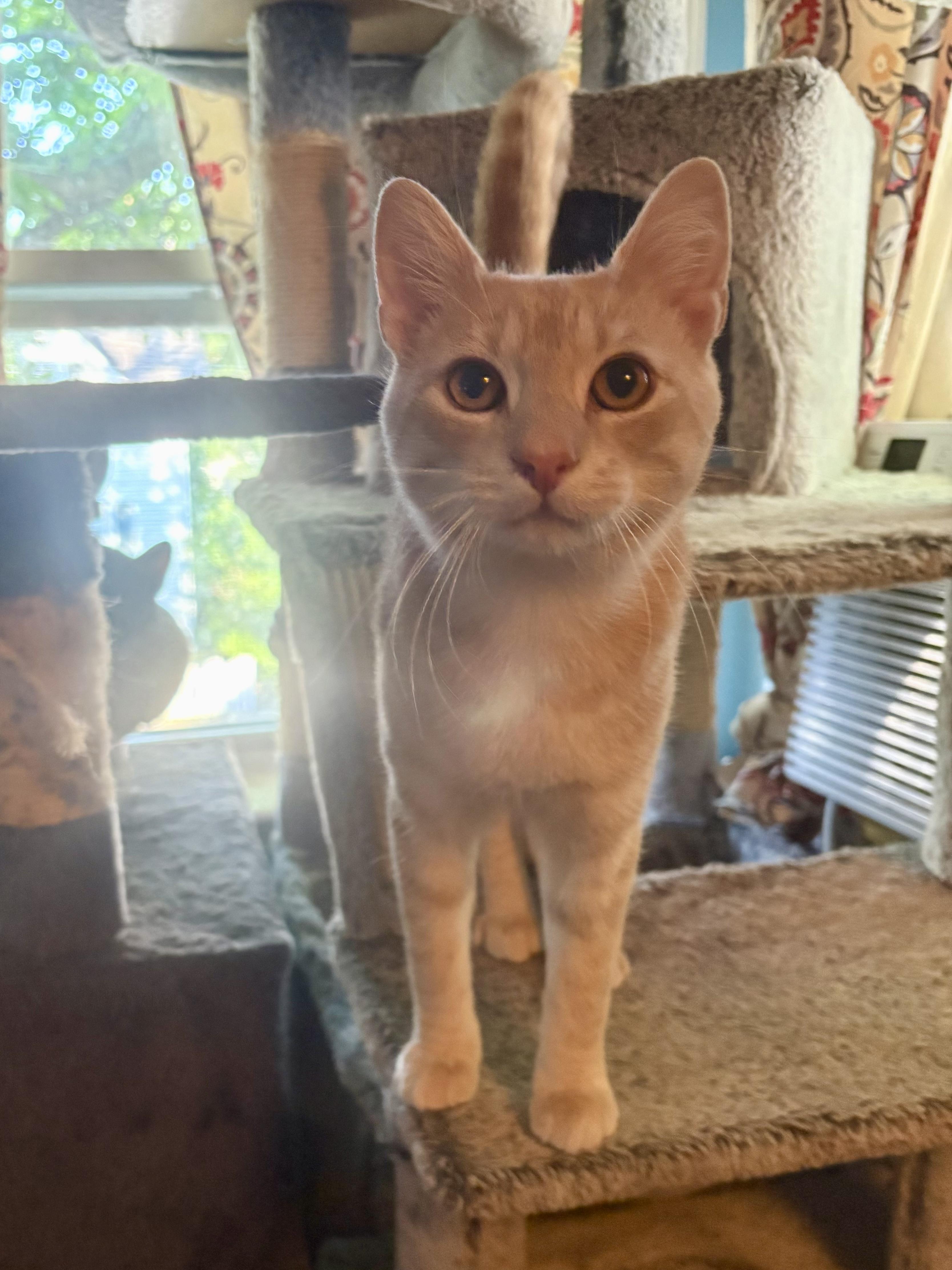 Charles, a Adoptable Domestic Short Hair in Nutley, NJ image 3/6