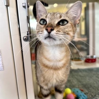EMERALD, an adoptable mixed breed in Fernandina Beach, FL image 2/4