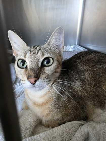 EMERALD, an adoptable mixed breed in Fernandina Beach, FL image 3/4