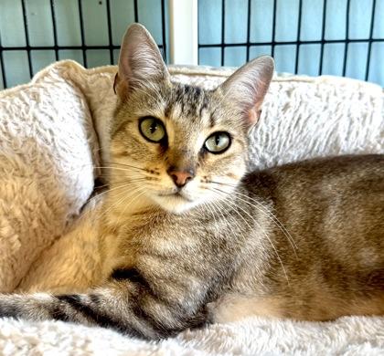 EMERALD, an adoptable mixed breed in Fernandina Beach, FL image 4/4