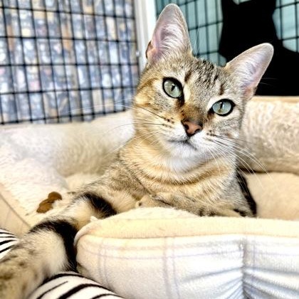 EMERALD, adoptable, Kitten Female Domestic Short Hair.