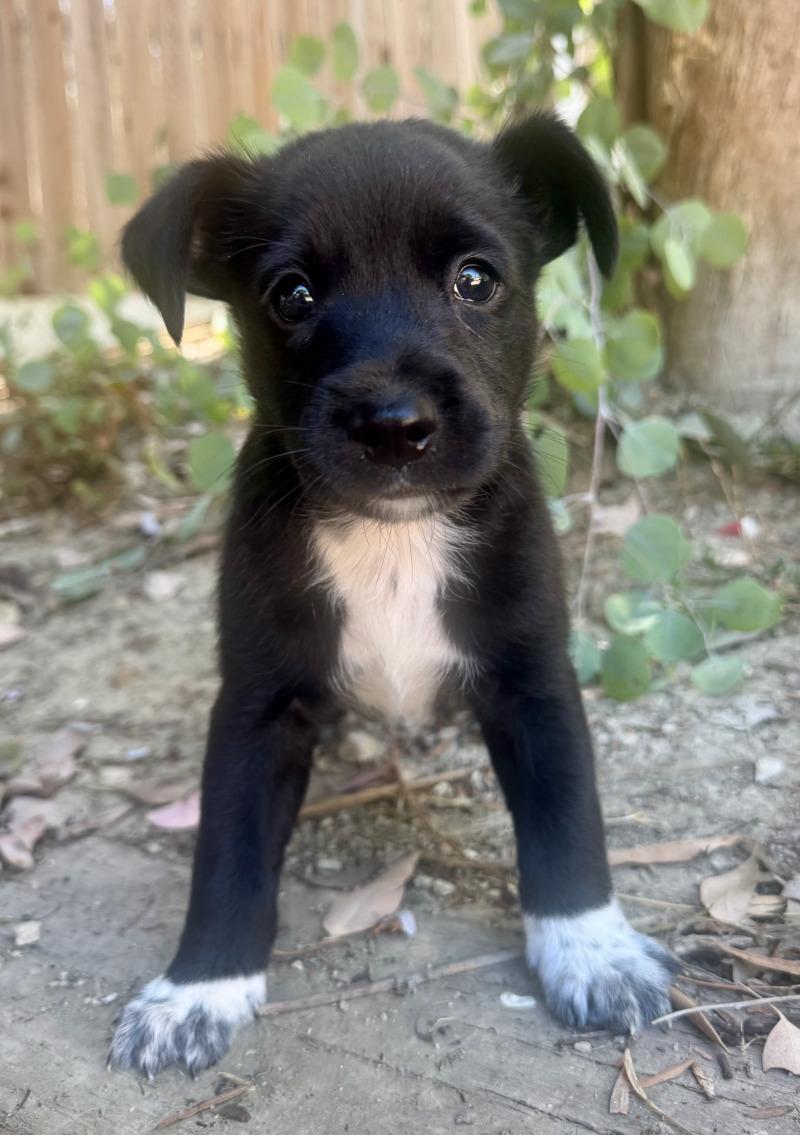 Enlarge Hercules, a Adoptable mixed breed in Valley Village, CA image 1/5