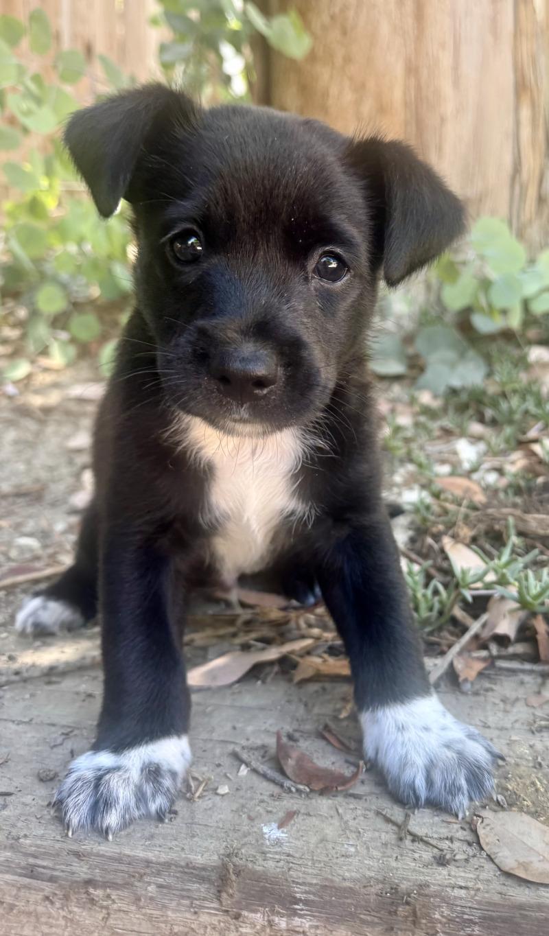 Enlarge Hercules, a Adoptable mixed breed in Valley Village, CA image 2/5