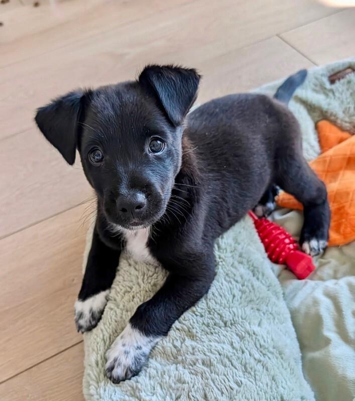 Enlarge Hercules, a Adoptable mixed breed in Valley Village, CA image 5/5
