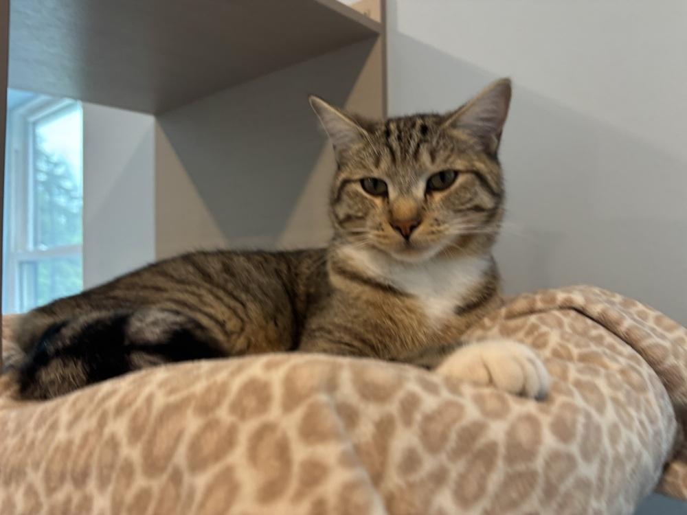 Enlarge Mochi, a Adoptable mixed breed in Norristown, PA image 1/2