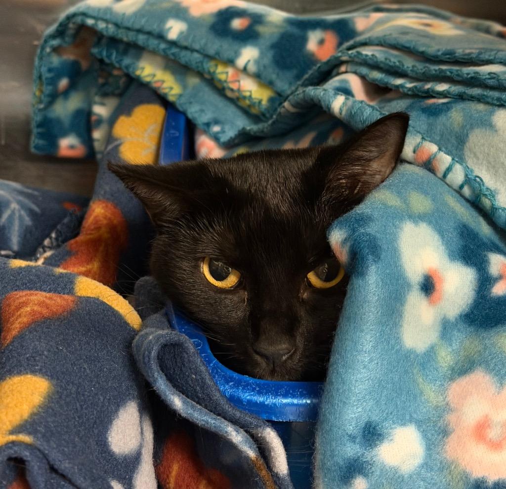 Onyx (Petco), Adoptable, Young Female Domestic Short Hair.