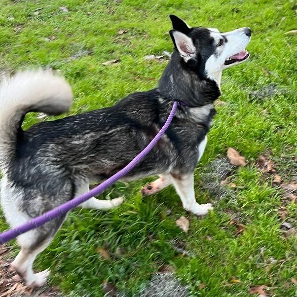 Phoebe photo 4