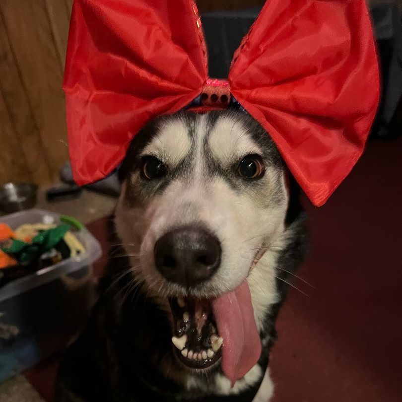 Phoebe photo 2