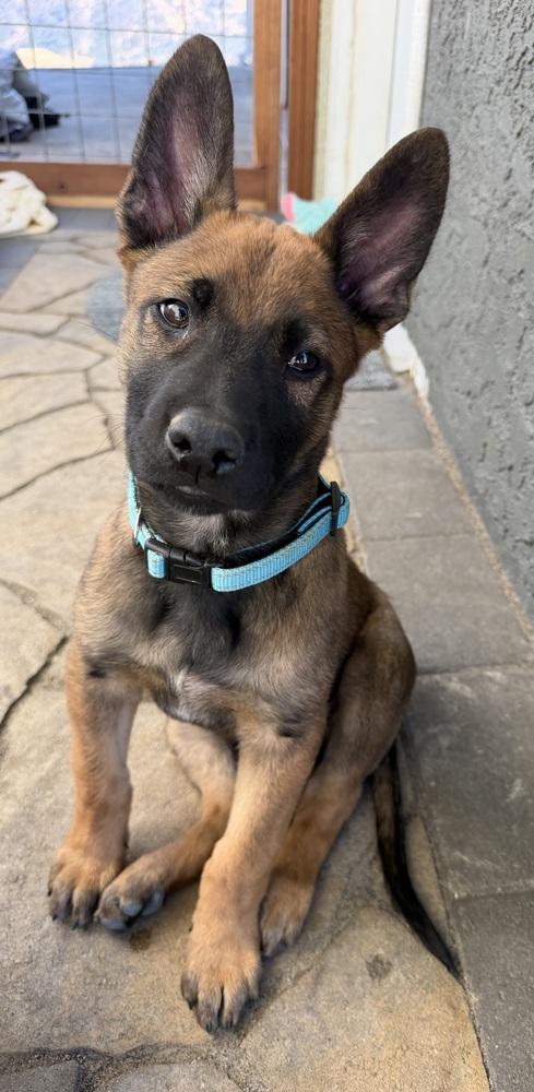 Cobra, Adoptable, Puppy Male Belgian Shepherd / Malinois.