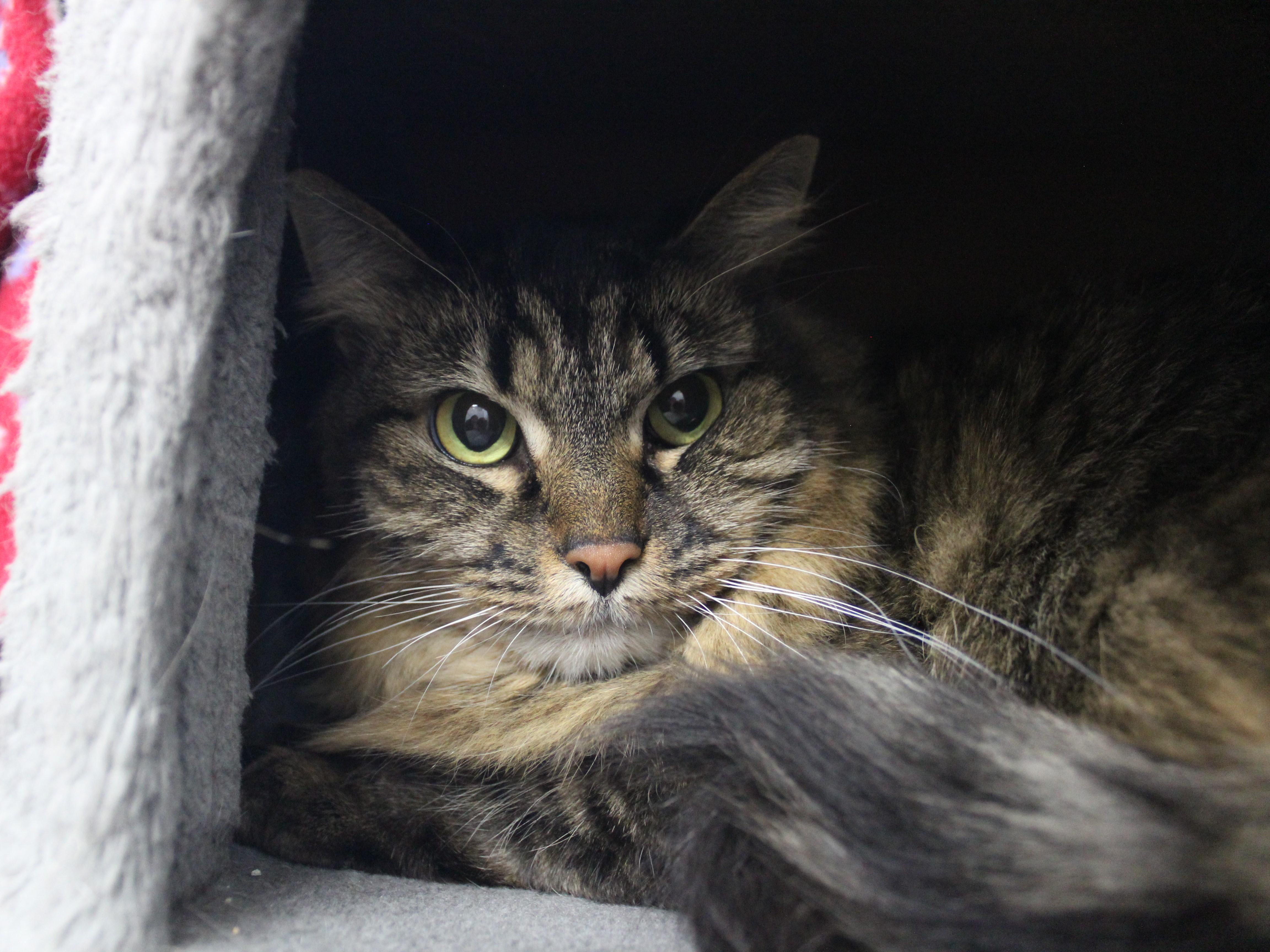 Clover, Adult Female unknown