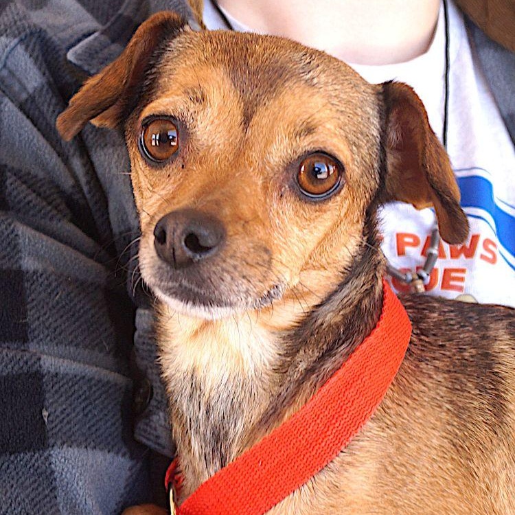 Enlarge Tina Turner, a ADOPTABLE mixed breed in Carrollton, TX image 1/2