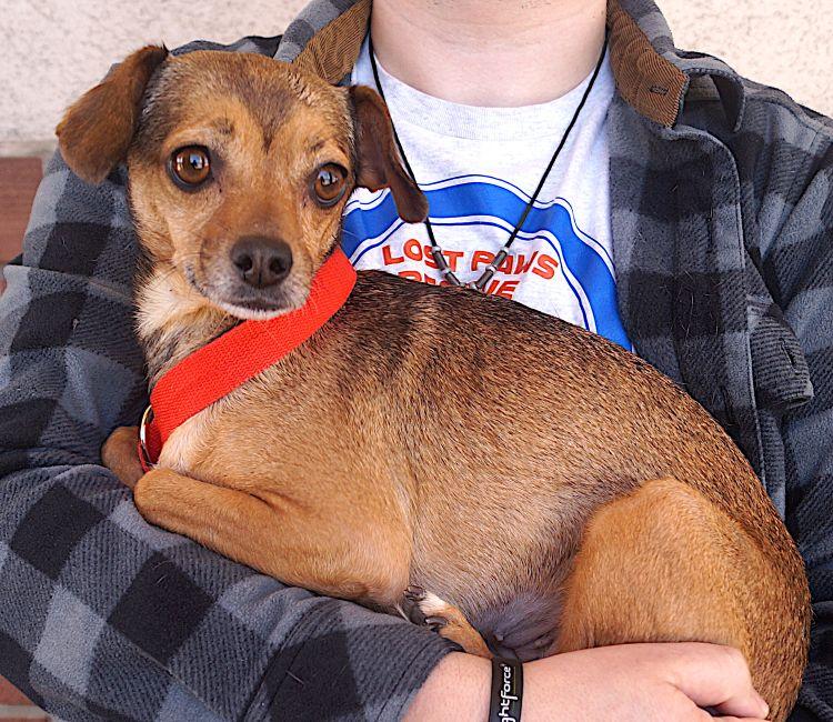 Enlarge Tina Turner, a ADOPTABLE mixed breed in Carrollton, TX image 2/2