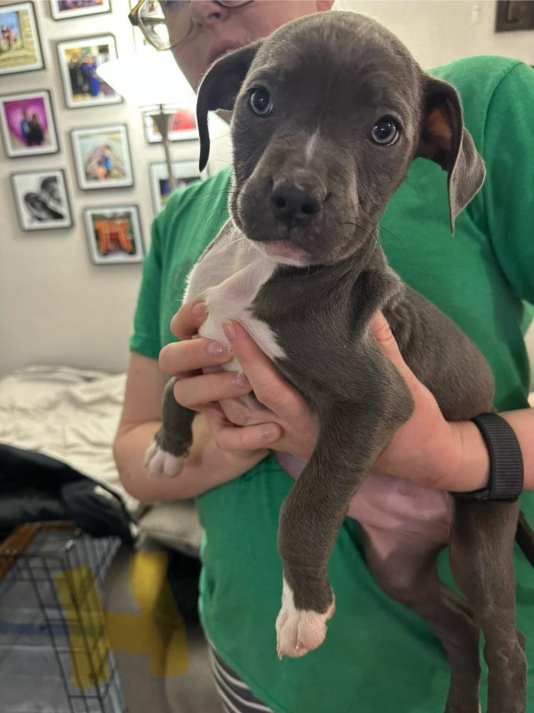 Enlarge Hermione, a Adoptable mixed breed in Colorado Springs, CO image 1/1