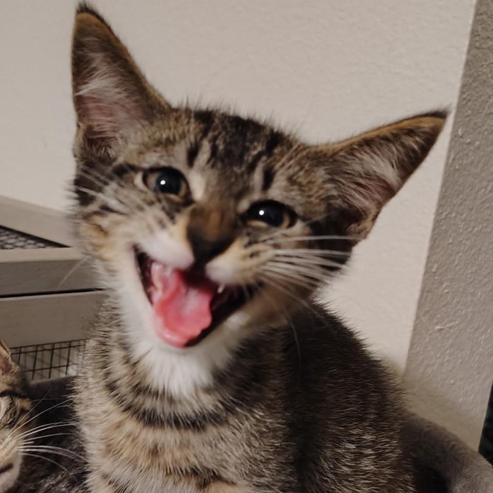 Willy, Adoptable, Young Male Domestic Short Hair.