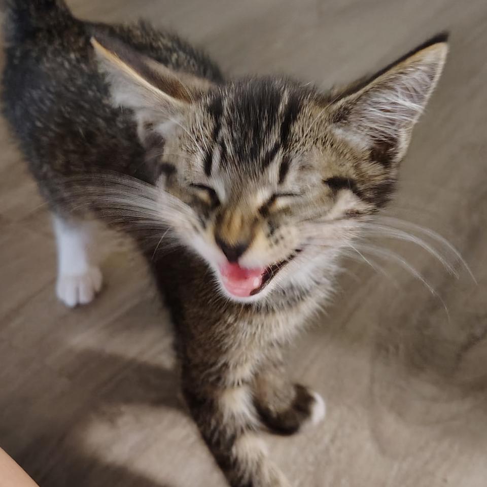 Enlarge Willy, a Adoptable Domestic Short Hair in North Port, FL image 2/2