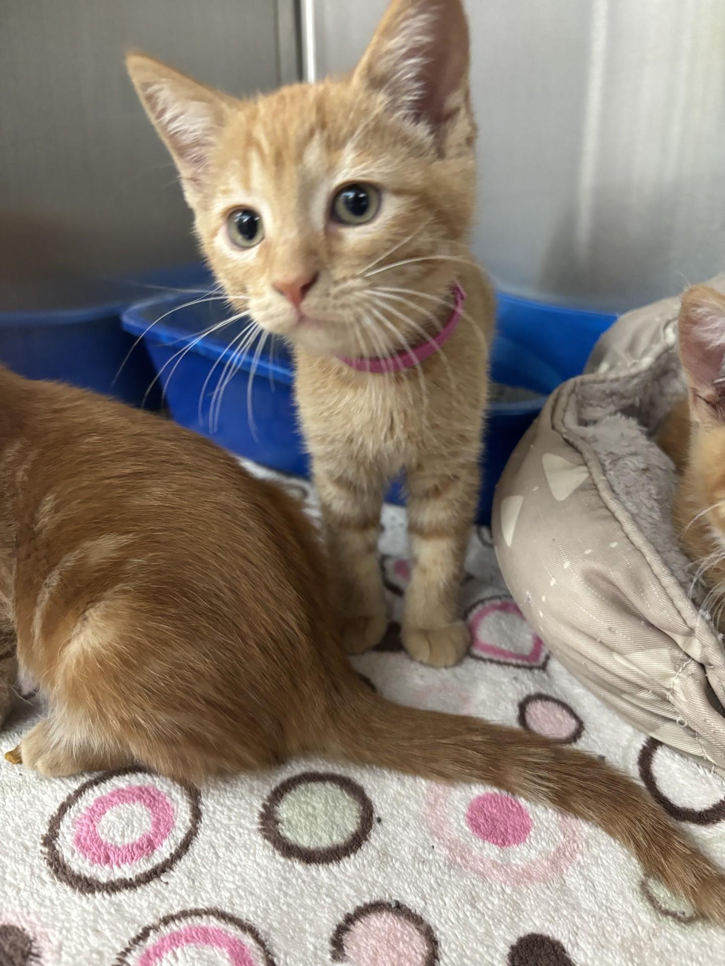 Beaver, a ADOPTABLE Domestic Short Hair in Yorkville, IL image 2/3