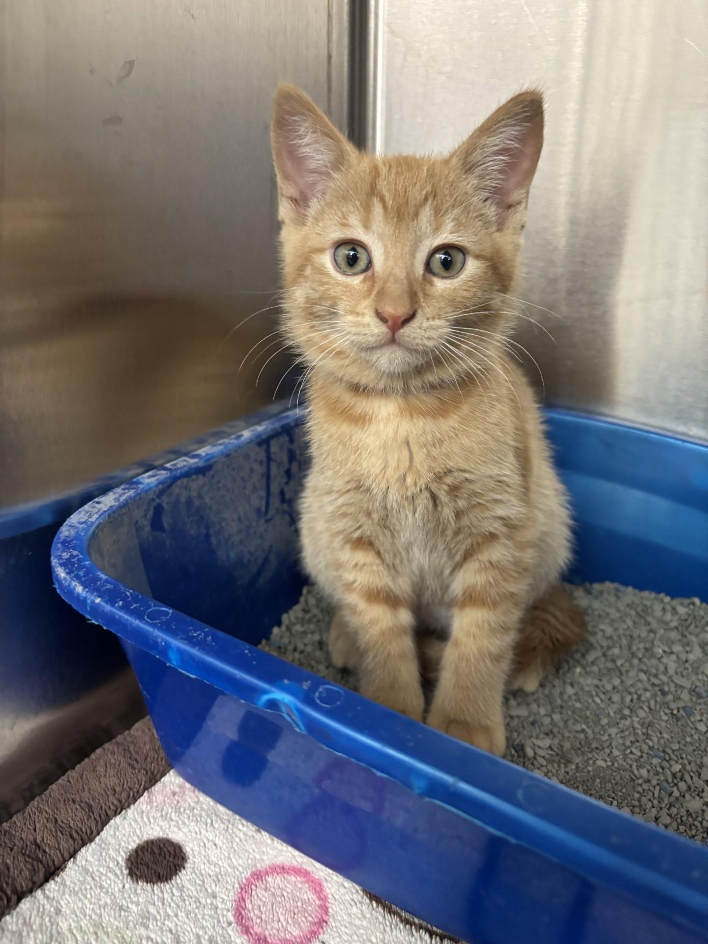 Beaver, ADOPTABLE, Kitten Female Domestic Short Hair.