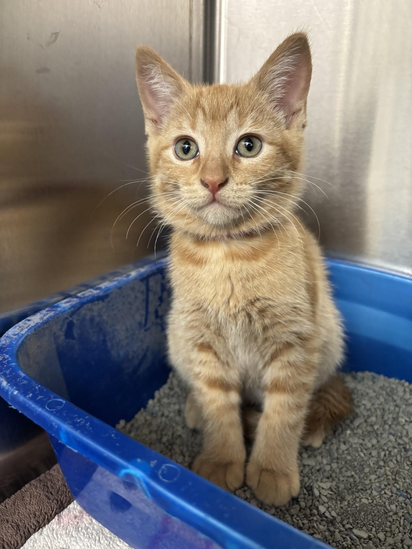 Beaver, a ADOPTABLE Domestic Short Hair in Yorkville, IL image 3/3