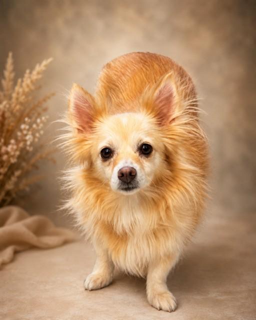 Enlarge ALEJANDRA, a Adoptable Chihuahua in Agoura, CA image 1/1