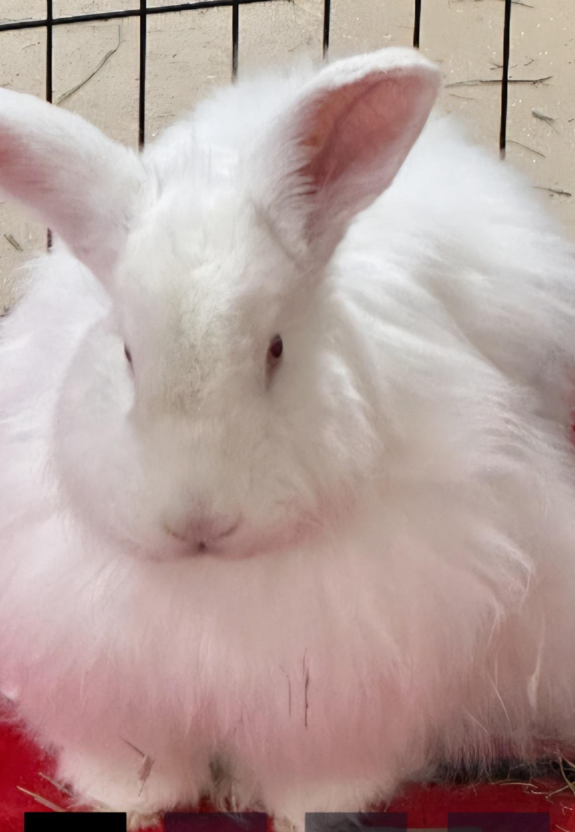 Willow bonded with Buffy, Adoptable, Adult Female Angora Rabbit.