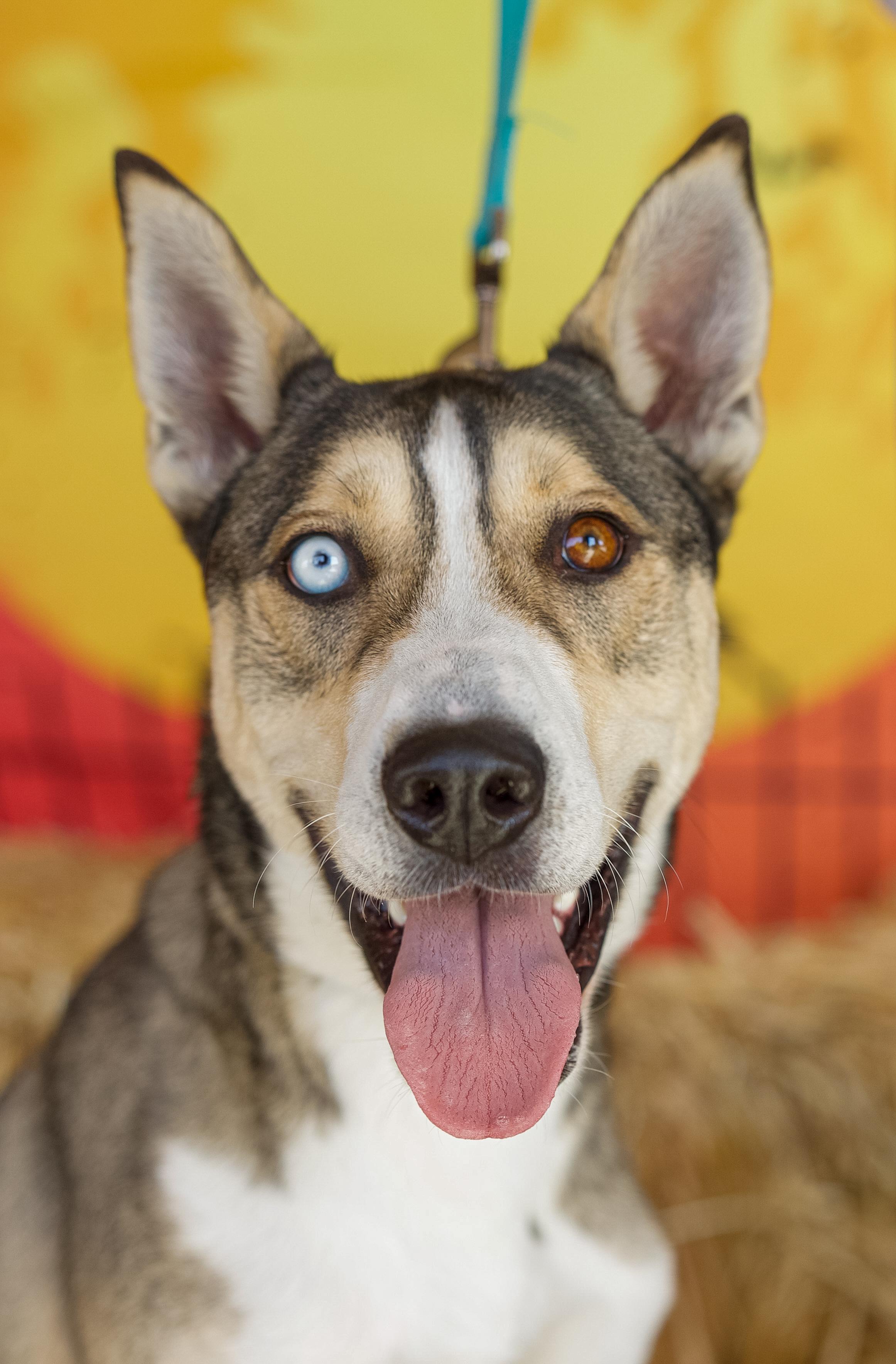 Nanook, Adoptable, Adult Male Siberian Husky & Mixed Breed.