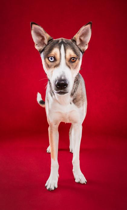Enlarge Nanook, a Adoptable mixed breed in Phoenix, AZ image 2/3