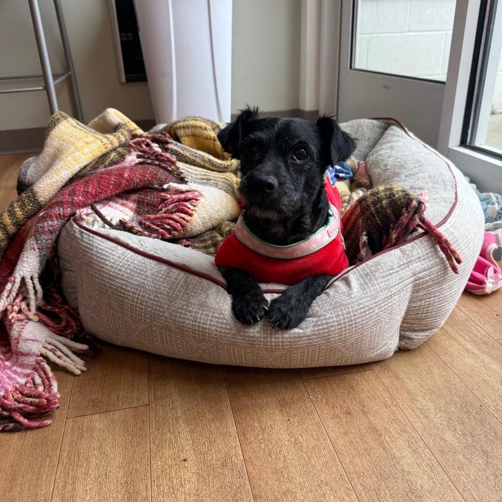 Baby, Adoptable, Adult Female Chihuahua.