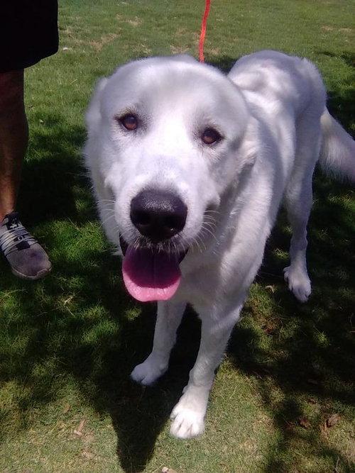 Enlarge Condor, a Adopted Great Pyrenees in Spring, TX image 4/6