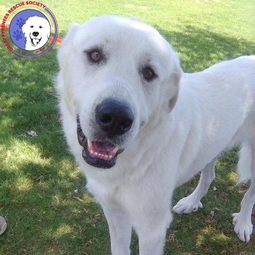 Enlarge Condor, a Adopted Great Pyrenees in Spring, TX image 1/6