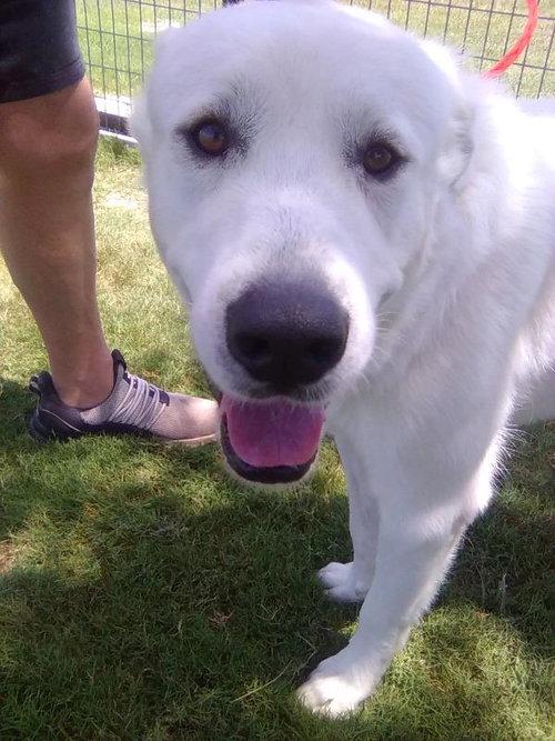 Enlarge Condor, a Adopted Great Pyrenees in Spring, TX image 3/6