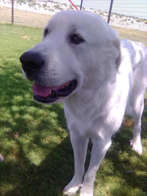 Enlarge Condor, a Adopted Great Pyrenees in Spring, TX image 5/6