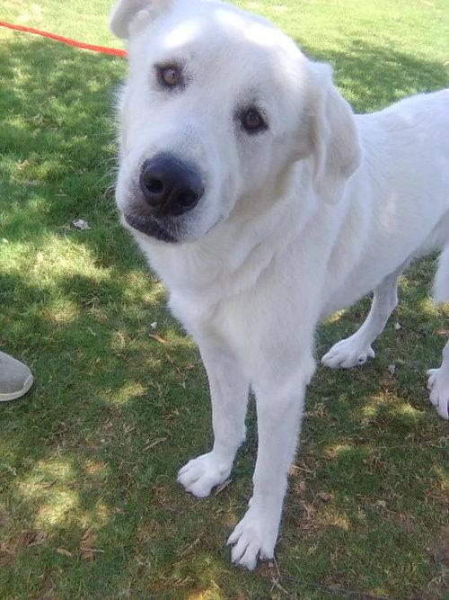 Enlarge Condor, a Adopted Great Pyrenees in Spring, TX image 2/6
