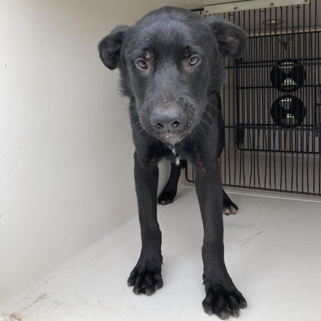 Gregor, Adoptable, Young Male Black Labrador Retriever.