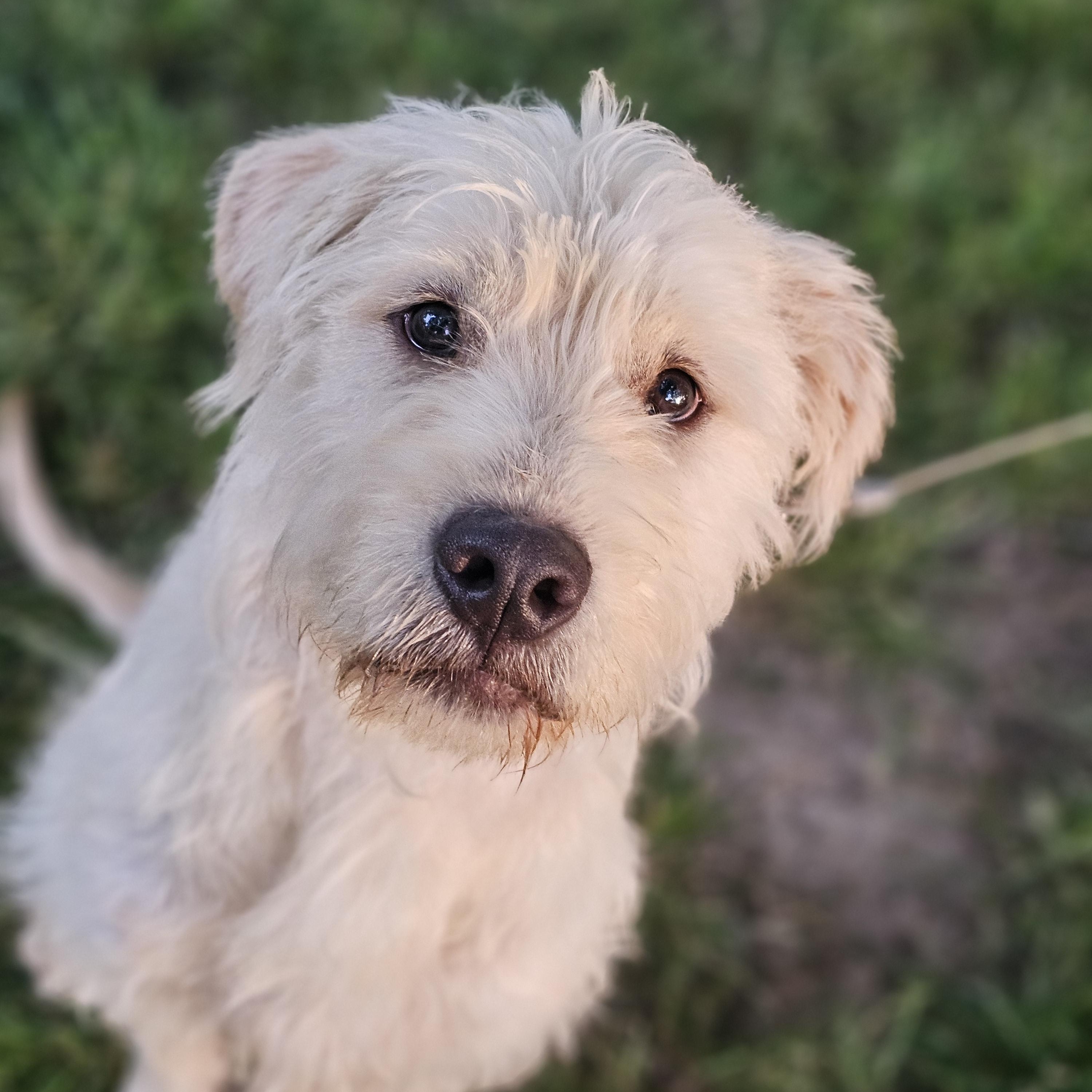 Enlarge Scrappy Springfield, a Adoptable mixed breed in Springfield , IL image 4/6