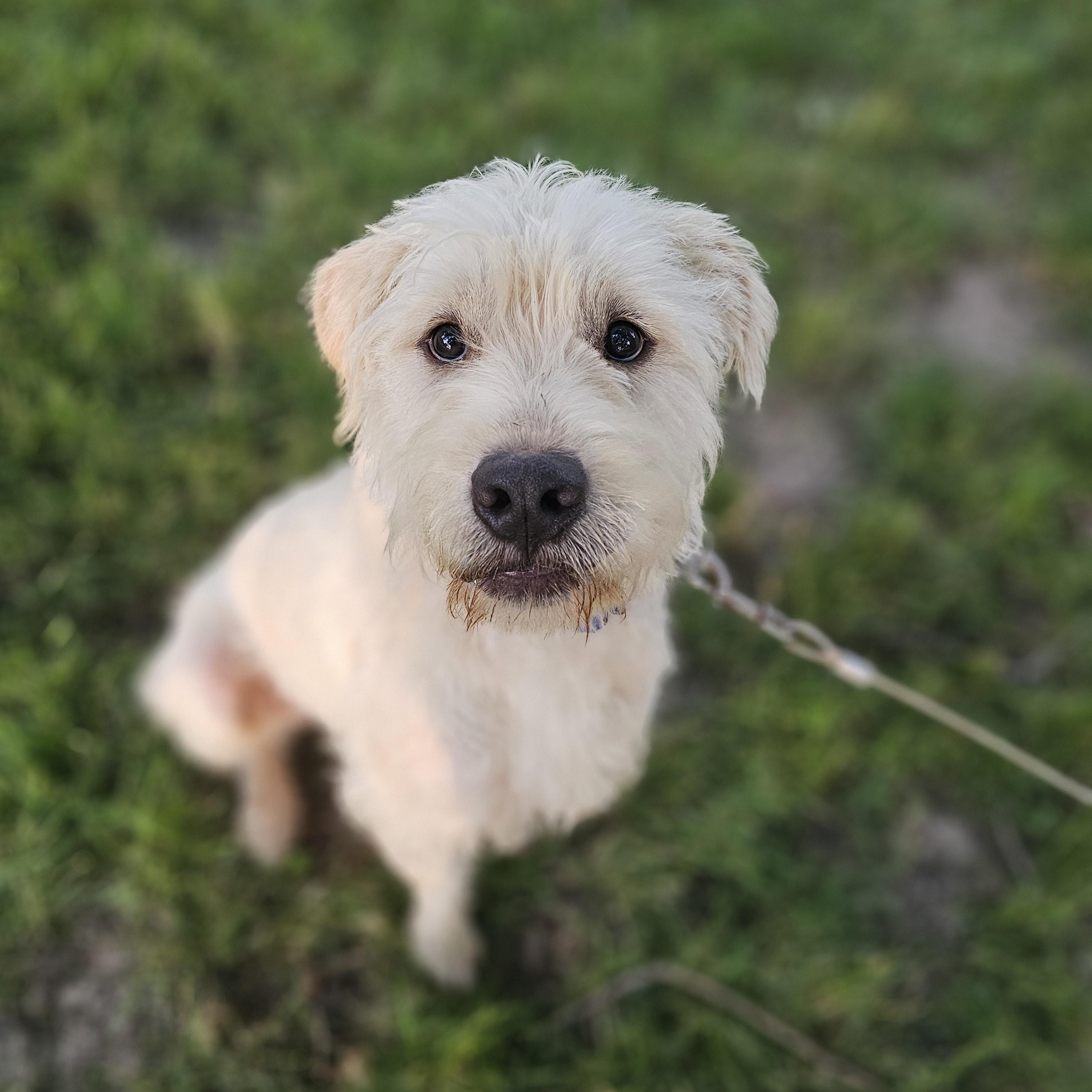 Enlarge Scrappy Springfield, a Adoptable mixed breed in Springfield , IL image 3/6