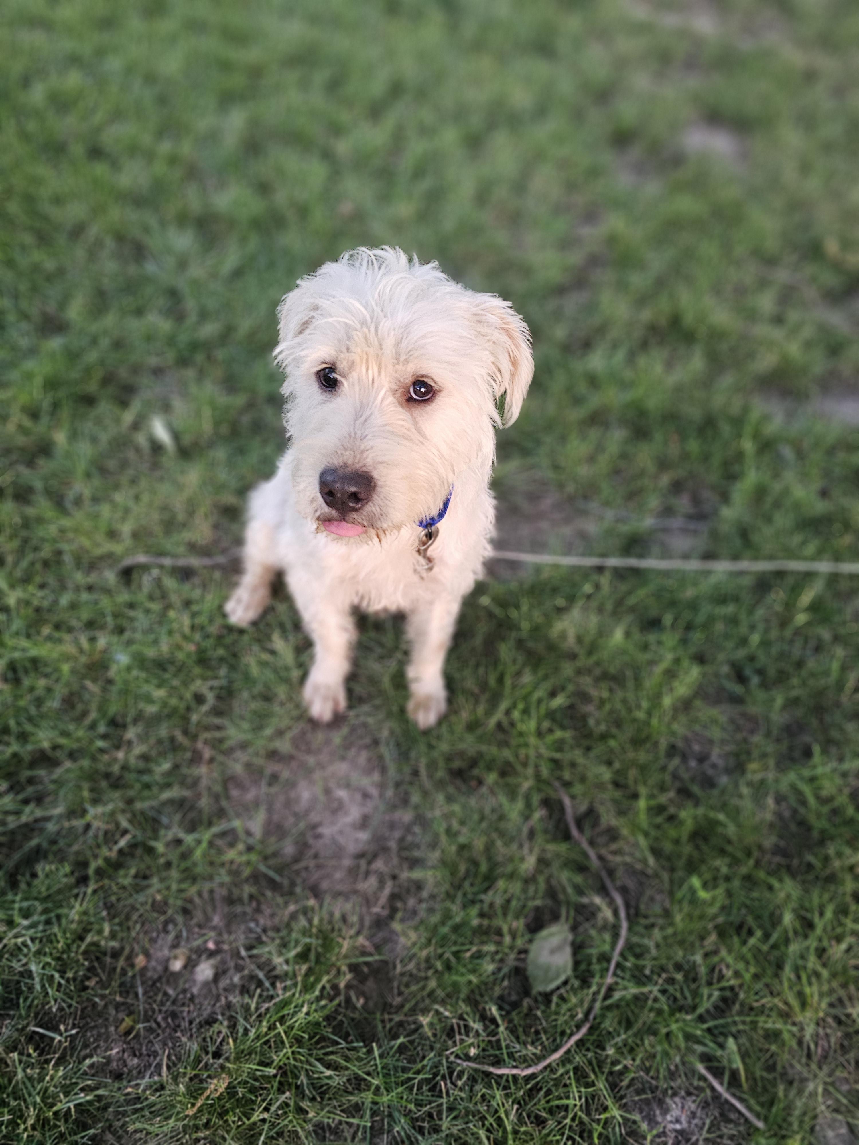Enlarge Scrappy Springfield, a Adoptable mixed breed in Springfield , IL image 6/6